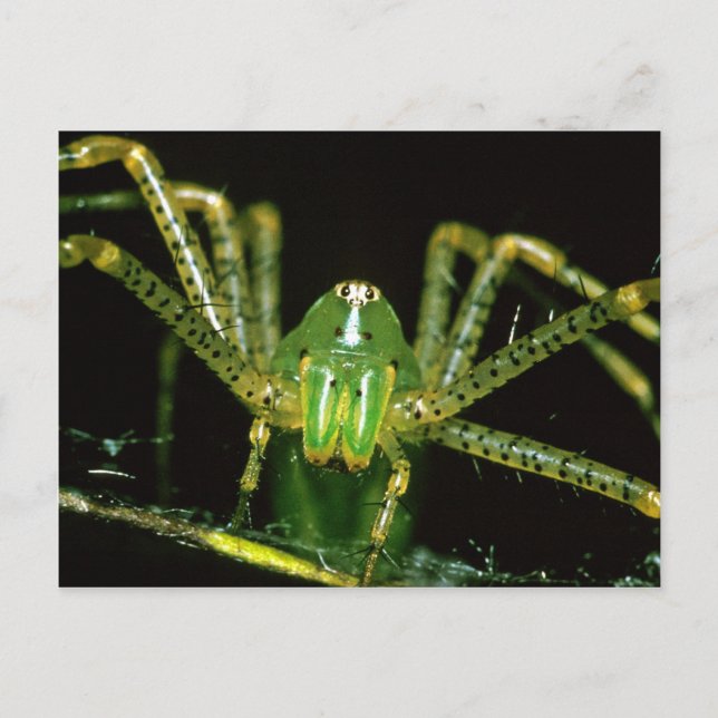 Carte Postale Lynx Spider (Devant)
