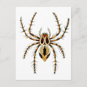 Carte Postale Lynx Spider
