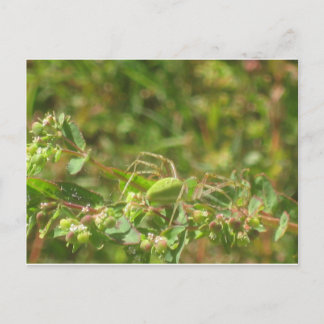 Carte Postale Lynx Spider