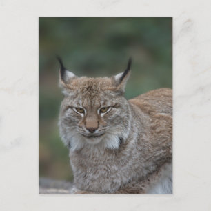 Carte Postale Lynx Vous Regarde