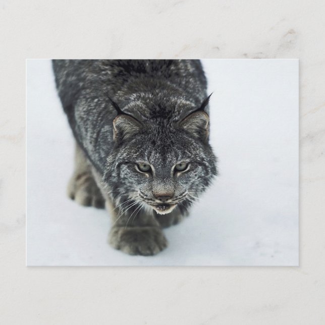 Carte Postale Lynx Winter (Devant)
