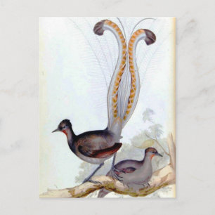 Carte Postale Lyre Bird Poster vintage