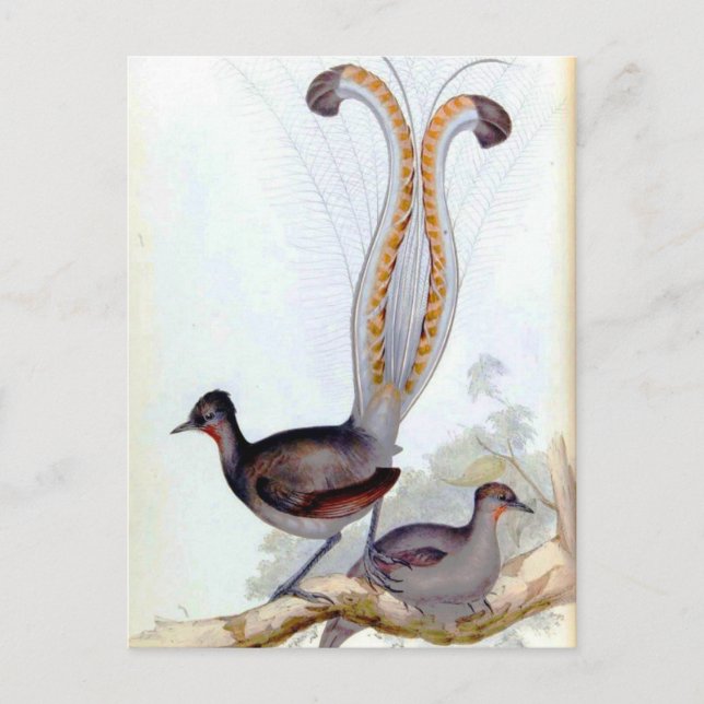 Carte Postale Lyre Bird Poster vintage (Devant)