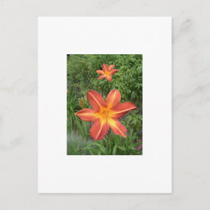 Carte Postale : Lys