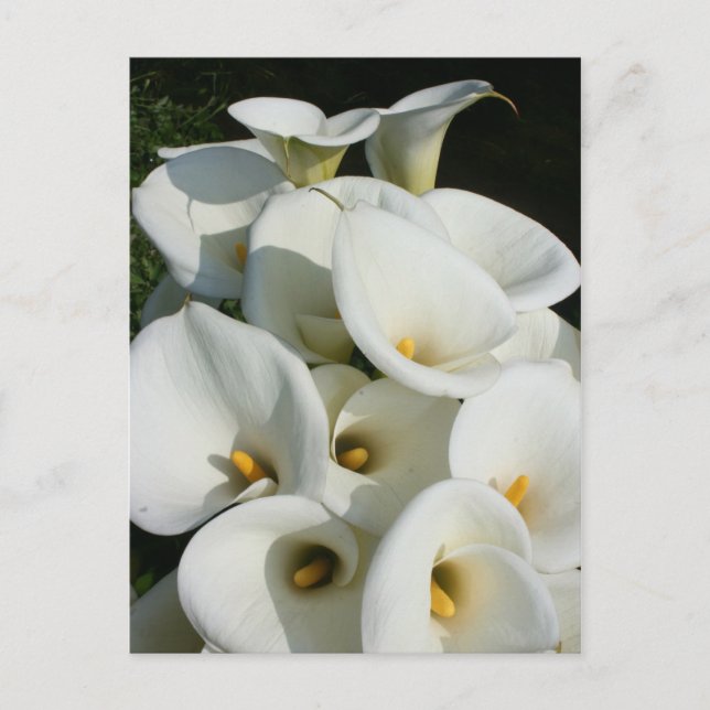 Carte Postale Lys à Calla Lily Plantation, Taïwan (Devant)