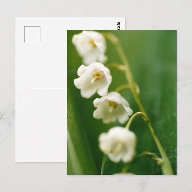 Carte Postale Lys blanc du muguet (Convallaria majalis)  (Devant / Derrière)