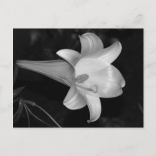 Carte Postale Lys blancs