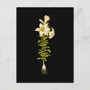 Carte Postale Lys blancs