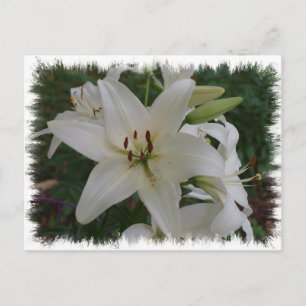 Carte Postale Lys blancs