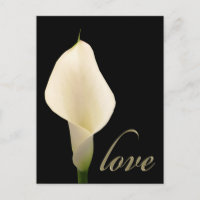 Lys calla blanc simple