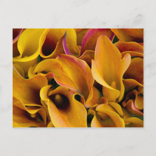 Carte Postale Lys calla brillants et colorés au