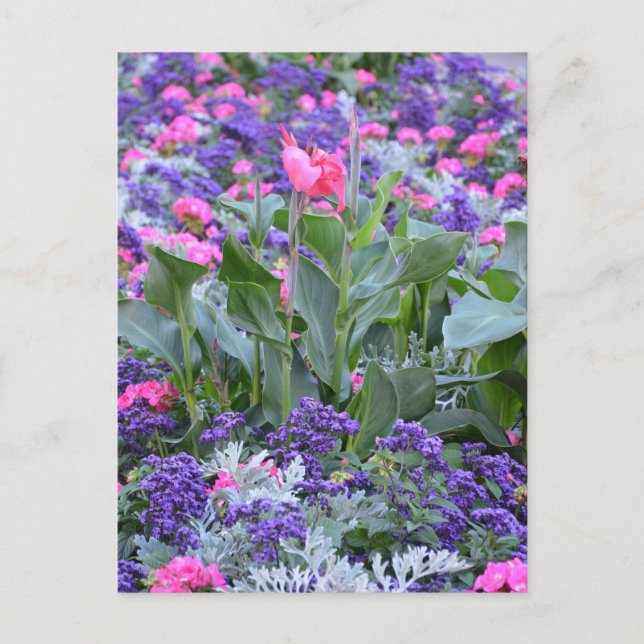 Carte Postale Lys calla rose dans le jardin de printemps (Devant)