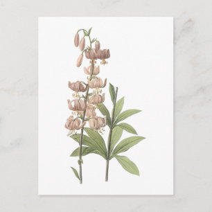 Carte Postale Lys casquette de Turk (Lilium martagon) par Redout