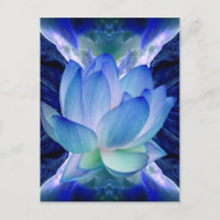 Lys de lotus bleu