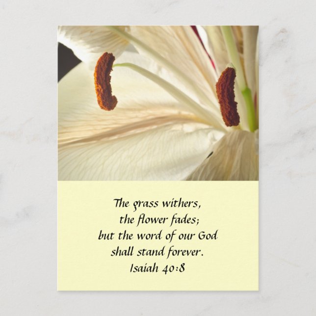 Carte Postale Lys de lumière (Devant)