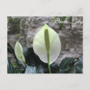 Carte Postale Lys de paix n° 3
