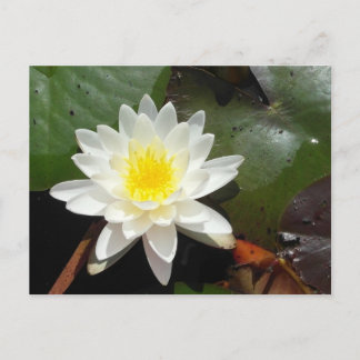 Carte Postale Lys d'eau