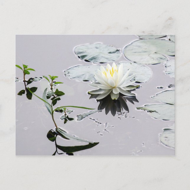 Carte Postale Lys d'eau de verre (Devant)