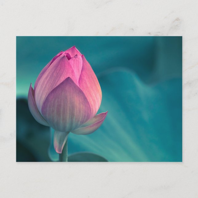 Carte Postale Lys d'eau Lotus (Devant)