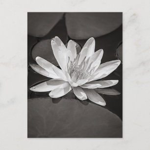 Carte Postale Lys d'eau noir et blanc