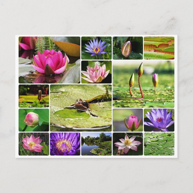 Carte Postale Lys d'eau tropicale photo collage nature fleur (Devant)