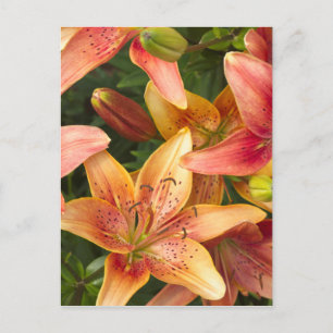 Carte Postale Lys du jardin
