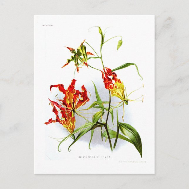Carte Postale Lys flamme (Gloriosa superba) (Devant)