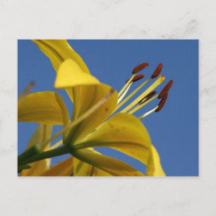 Carte postale Lys Jaune