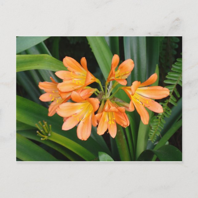 Carte Postale Lys orange avec plusieurs fleurs (Devant)