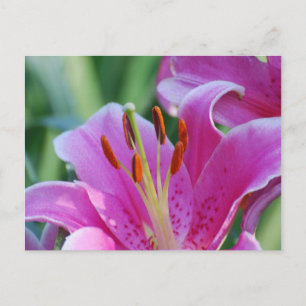 Carte postale Lys rose