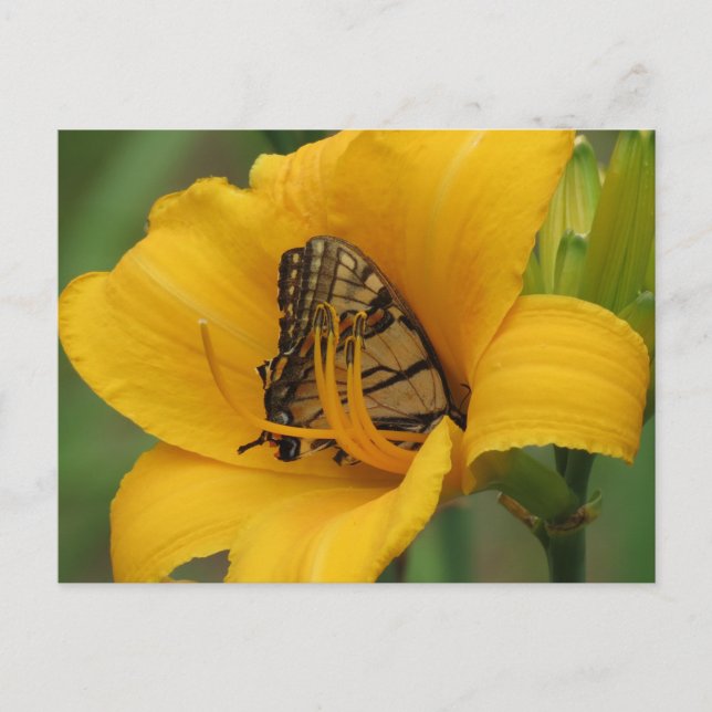 Carte Postale Lys Swallowtail - Papillon (Devant)