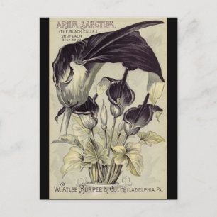 Carte Postale Lys vintage noir Calla
