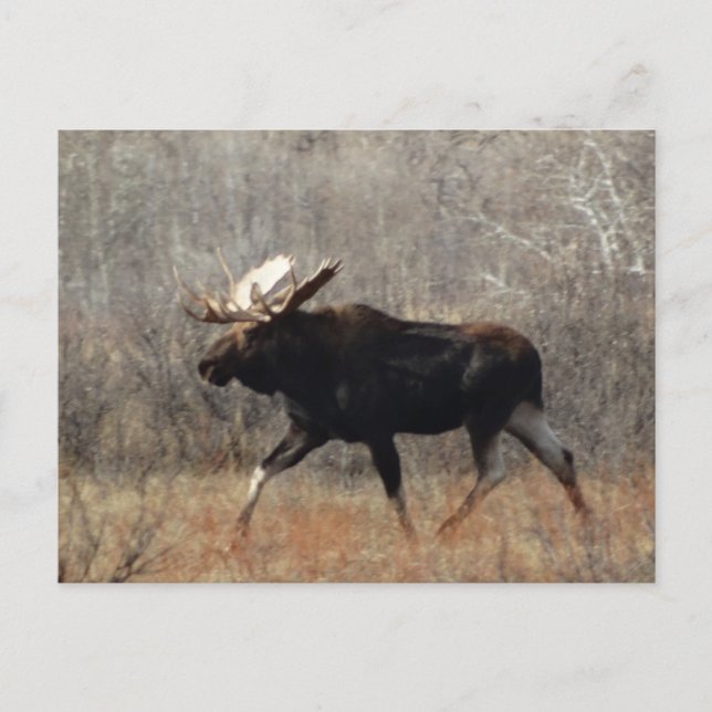 Carte Postale M10 Bull moose (Devant)