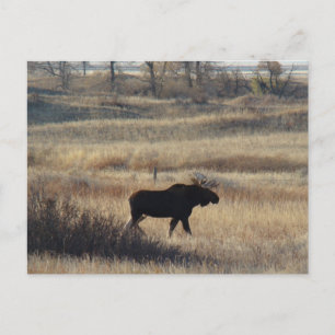 Carte Postale M5 Bull Moose