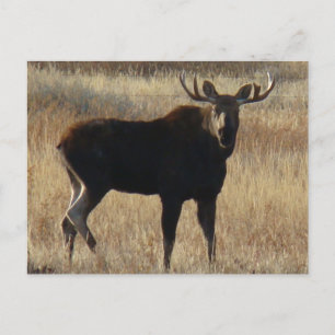 Carte Postale M7 Young Bull Moose