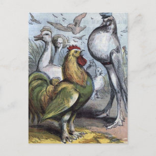 Carte Postale "M. Bantam" Illustration Vintage