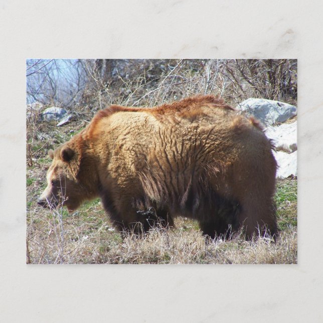 Carte Postale m. bear (Devant)