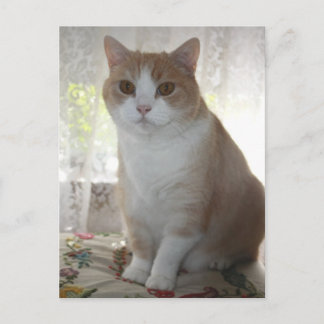 Carte Postale M. Big Eyes