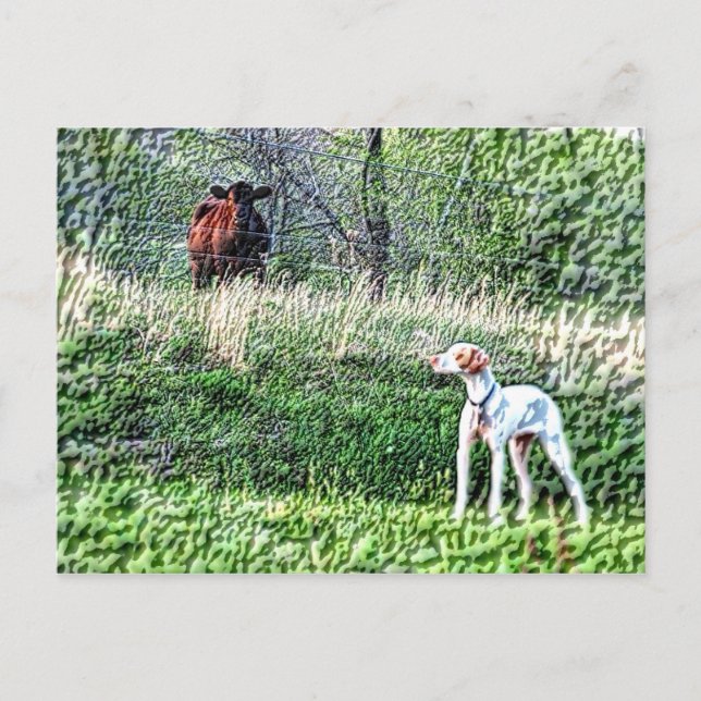 Carte Postale M. Bo-Bo contre La vache Moo (Devant)