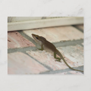 Carte Postale M. Brown Lizard