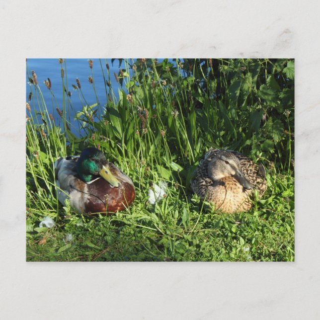Carte Postale M. et Mme Mallard (Devant)