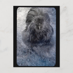 Carte Postale M. Fluffy Silkie Rooster