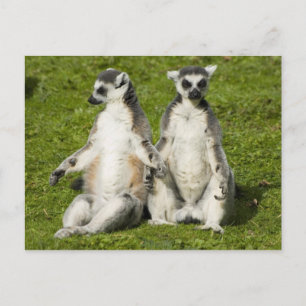 Carte Postale M. & Mme Lemur