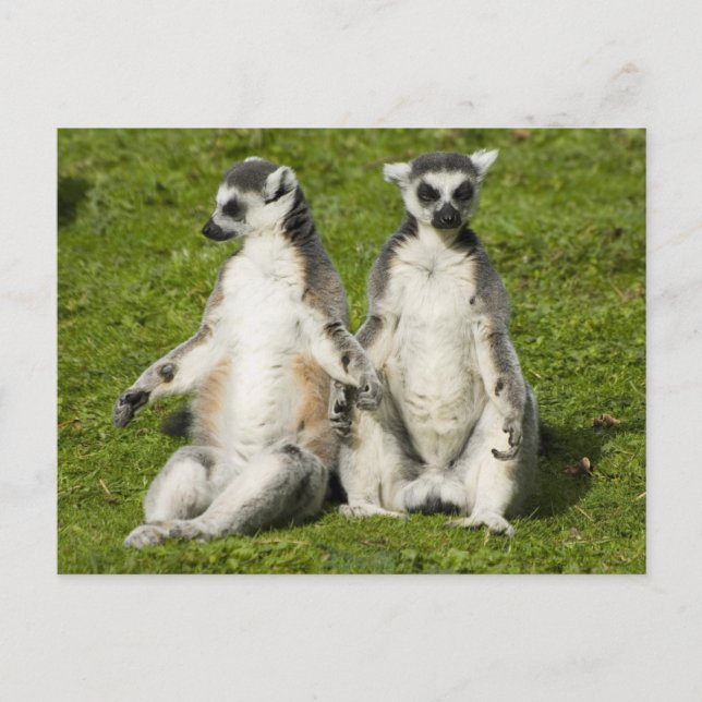 Carte Postale M. & Mme Lemur (Devant)