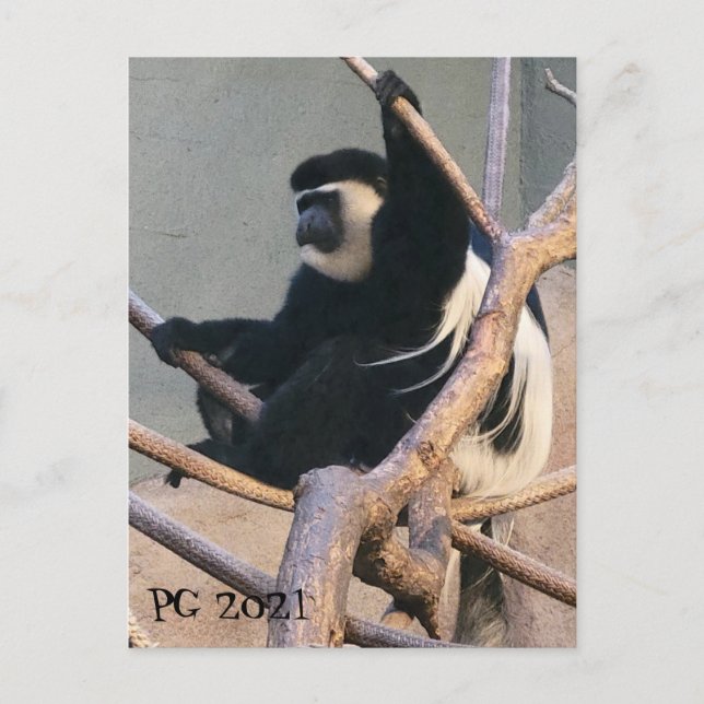 Carte Postale M. Singe (Devant)