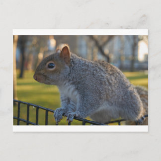 Carte Postale M. Squirrel A L'Air Réfléchi, Battery Park, New Yo