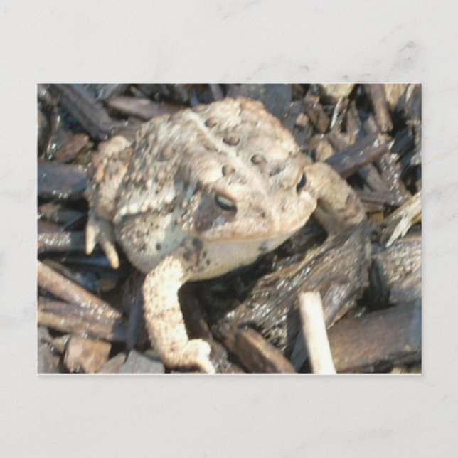 Carte Postale M. Toad (Devant)