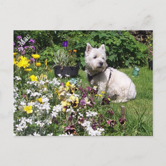 Carte Postale Mac, West Highland White Terrier Westie (Devant)