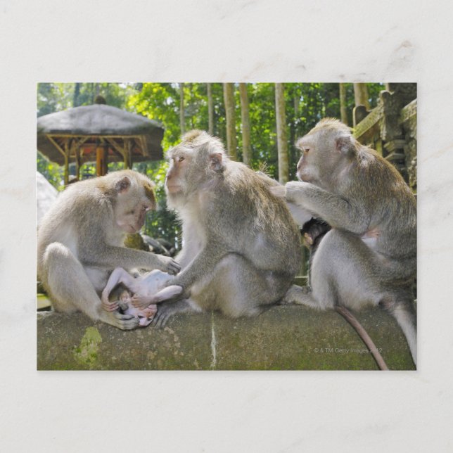 Carte Postale Macaque mangeur de crabes, Macaca fasciularis, à U (Devant)