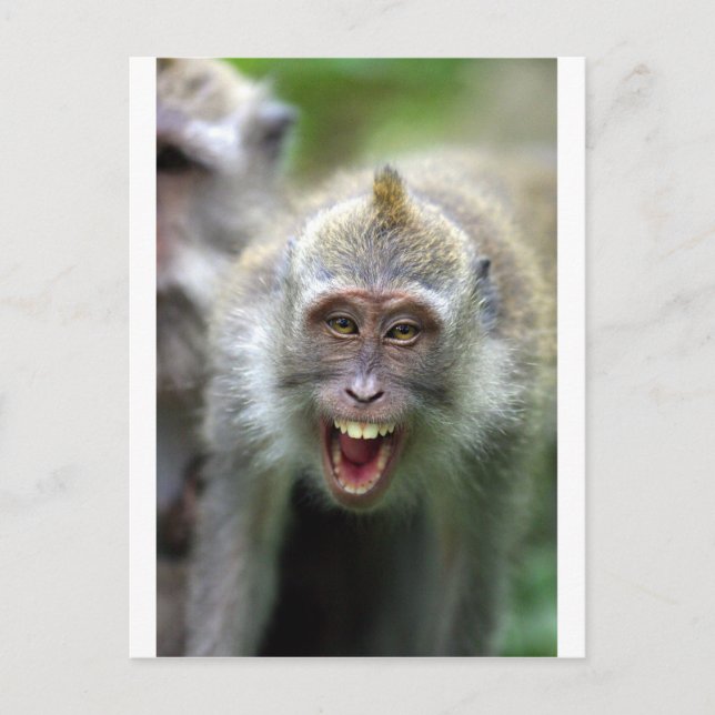 Carte Postale Macaque singe (Devant)